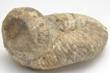 Fossil Heteromorph (Nostoceras) Ammonite - Madagascar #207547-2